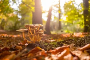 Herfstwandeltocht in Dordrecht